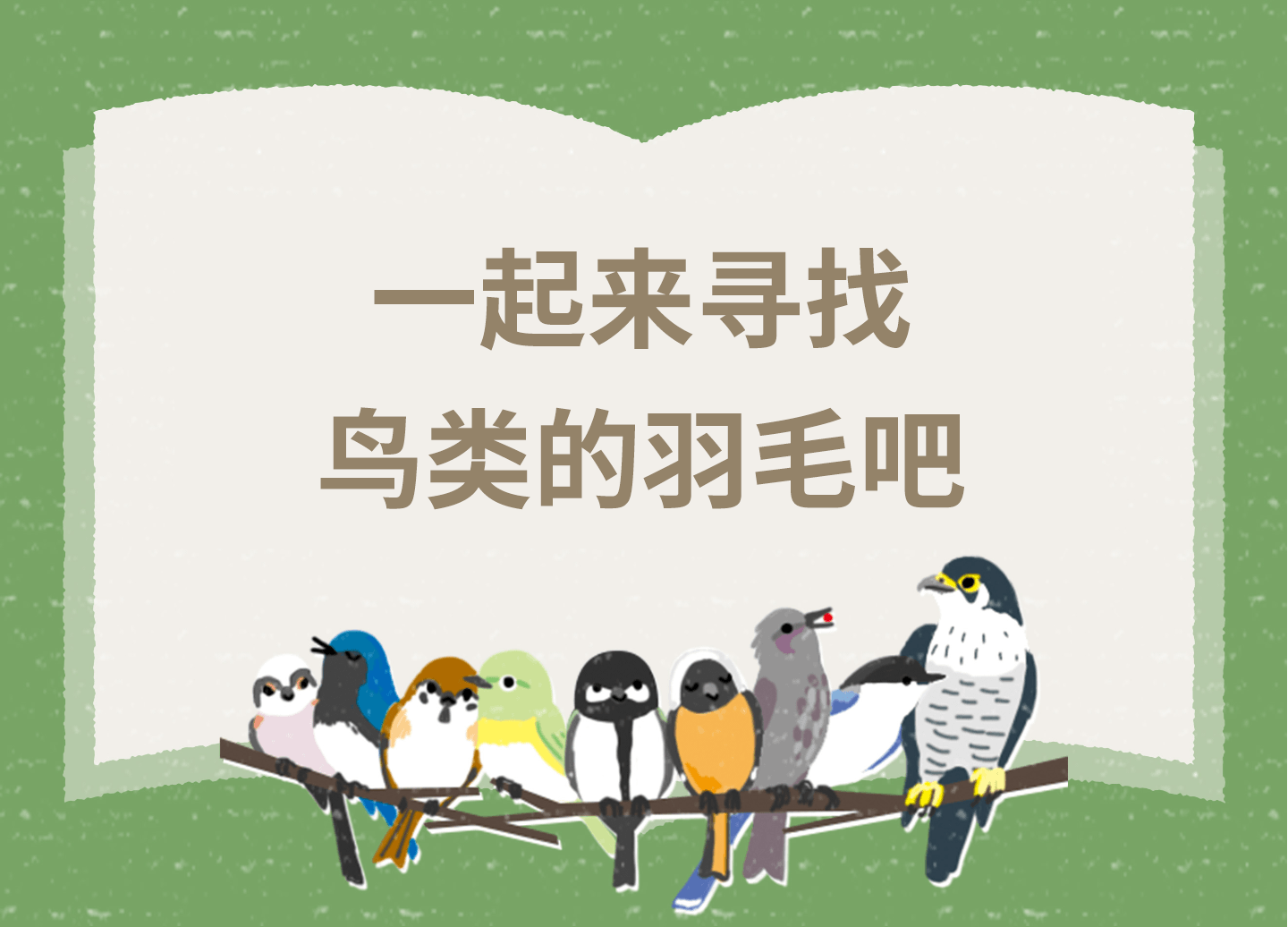 一起來(lái)尋找鳥(niǎo)類(lèi)的羽毛吧