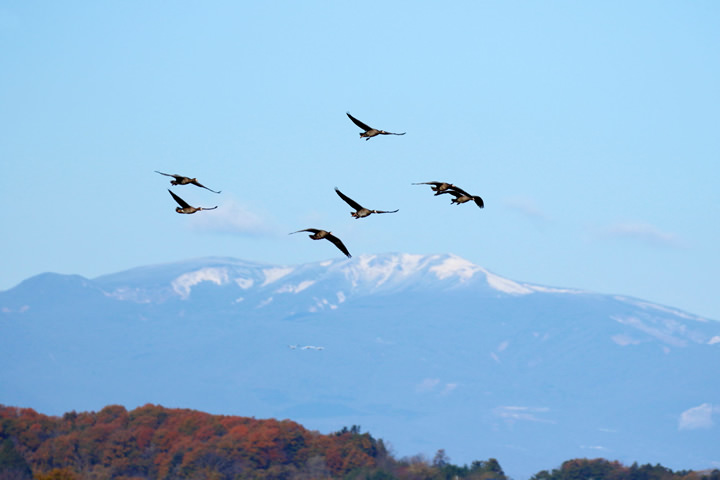 圖像