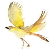 圖像