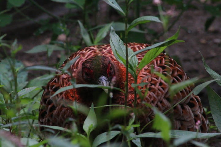 銅長(cháng)尾雉(員工拍攝)