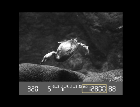 海外的?。▎T工拍攝）