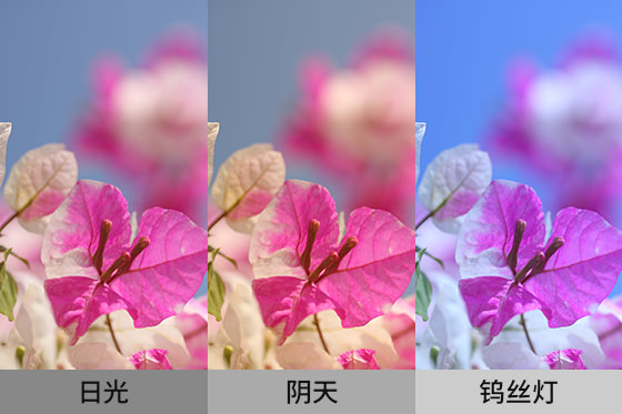 不同白平衡的照片色調對比實例。